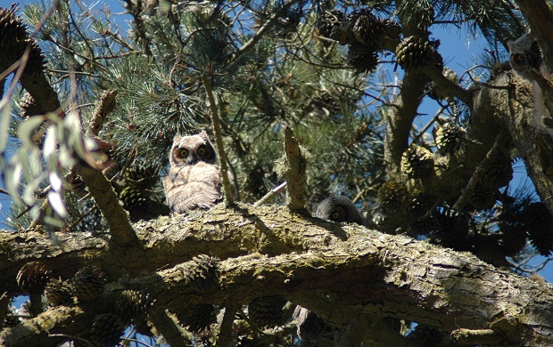A baby great horned owl peers down from it's pine perch. The Presidio's forest is home to four great horned owl nests. Photo: Presidio Trust