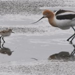 American avocet and chick. Photo courtesy of Ingrid Taylar