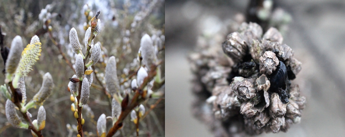 Buds and barnacles grow on the same arroyo willow plant on Yerba Buena Island's clipper cove. Photo: Alessandra Bergamin.