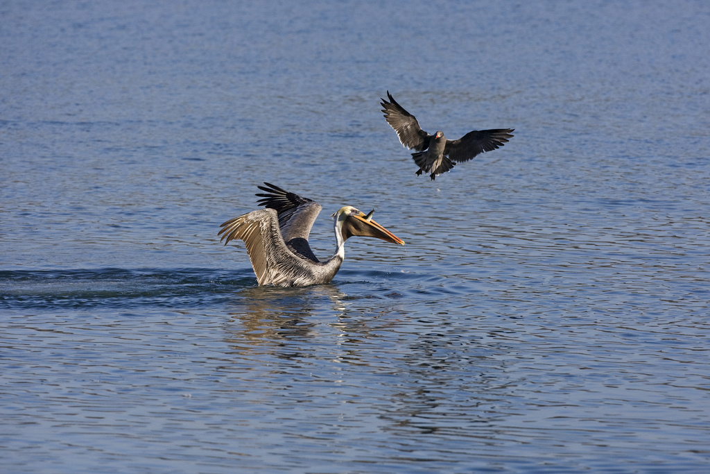 A Heermann's gull fishing for a free meal from a brown pelican. Photo: Kevin Cole.