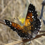Lange's metalmark butterfly