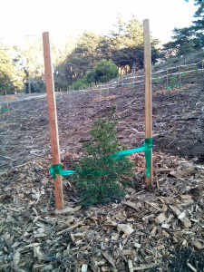 A Monterey cypress seedling gets a little help establishing along the blustery western ridge of the Presidio. At 0.8 acres, this site is the largest of three reforestations undertaken this year. 