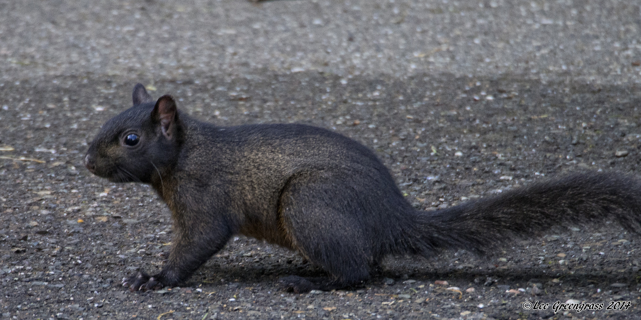 Are Black Squirrels Common in the Bay Area?  Bay Nature