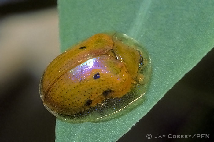 Golden tortoise beetles can control their level of iridescence, turning a brownish-orange color when upset of agitated. Photo: Jay Cossey 