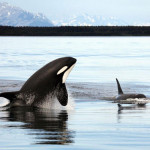 Orca in Alaskan waters (Wikimedia Commons)