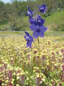 Wildflowers such as royal larkspur are abundant in the springtime. (Photo by Barry Breckling)