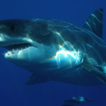 Great white shark underwater, Isla Guadalupe, Mexico