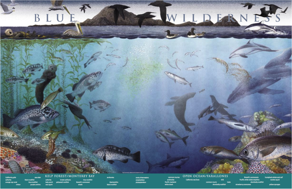 Bay Nature magazine Ocean supplement illustration  (Tim Gunther)