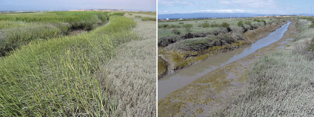The work of the Invasive Spartina Project led to a dramatic decline in the hybrid cordgrass in Ravenswood Slough between 2006 (left) and 2011 (right). The once-clogged channel now has open mudflat.