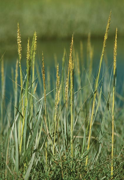 Native Spartina foliosa is poised for a comeback in the Bay Area. (Photo by Charles Kennard)