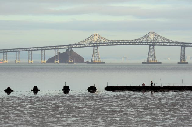 At low tide, the oyster reefs emerge from the Bay off the San Rafael shoreline. (Photo by Sally Rae Kimmel)