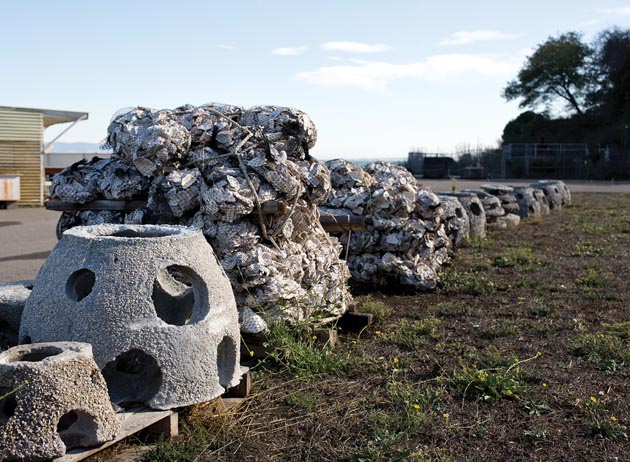 Oyster reefs, of varying sizes and compositions, wait for deployment at the Romberg Tiburon Center. (Photo by Christopher Reiger, 2013)