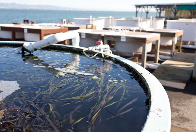 The Romberg Tiburon Center has tanks for growing eelgrass. (Photo by Christopher Reiger, 2013)