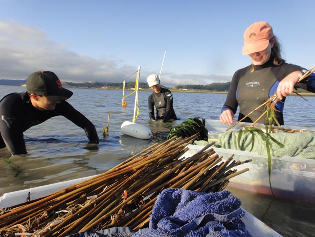 Researchers work with volunteers to plant eelgrass plugs raised in the lab. Pictured here: Katharyn Boyer (on right) with volunteers Adam Bayardo and Natasha Dunn. (Photo by: Stephanie Kiriakopolos)