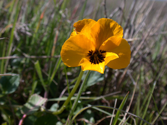 Viola penunculata in Jepsen Prairie Preserve, Solano County. Photo: Dan and Raymond/Flickr.