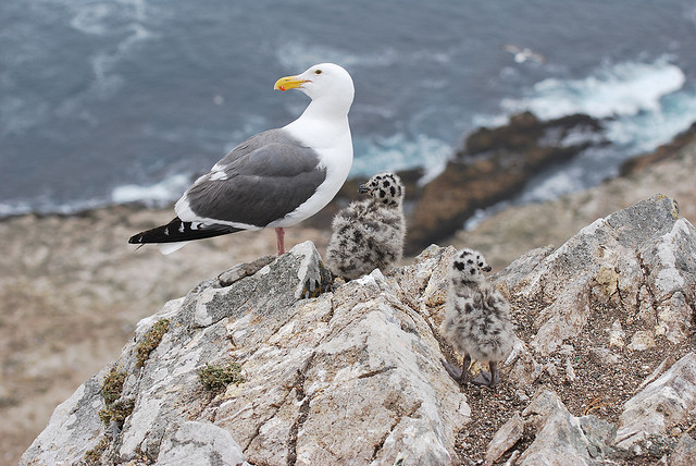 A western gull and chicks. Photo: KQED Quest