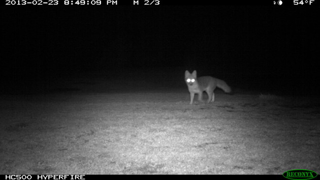 The gray fox, Urocyon cinereoargenteus, whose species name means "ashen silver", is the most common fox in California, where they still outnumber the eastern red fox. They live in coastal and lower elevation mountain forests, tromping about on rather short legs, which they use to climb trees for food and safety. In the darkness, their silvery-grey coat with conspicuous patches of yellow, brown, rust, or white on the throat and belly blend into gray lights and shadows. (Photo courtesy Georgia Stigall)