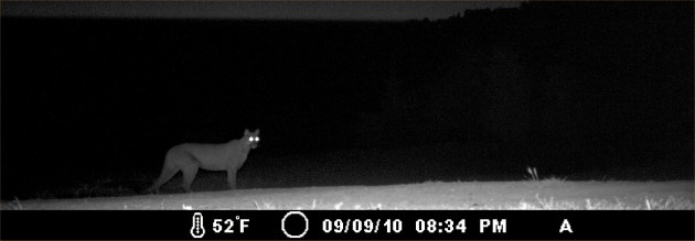 A mountain lion on a cool September night. Mountain lions have night vision that is much better than our own, as well as acutely sensitive hearing. They typically hunt alone from dusk to dawn. (Photo courtesy Georgia Stigall)