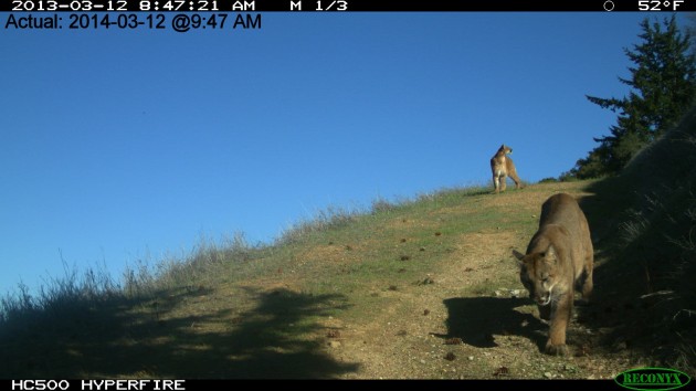 A motion-sensor camera captures the moment as two mountain lions crest a hill on Stigall's property. One lion turns to look off to the right. What caught its attention? (Photo by Georgia Stigall)