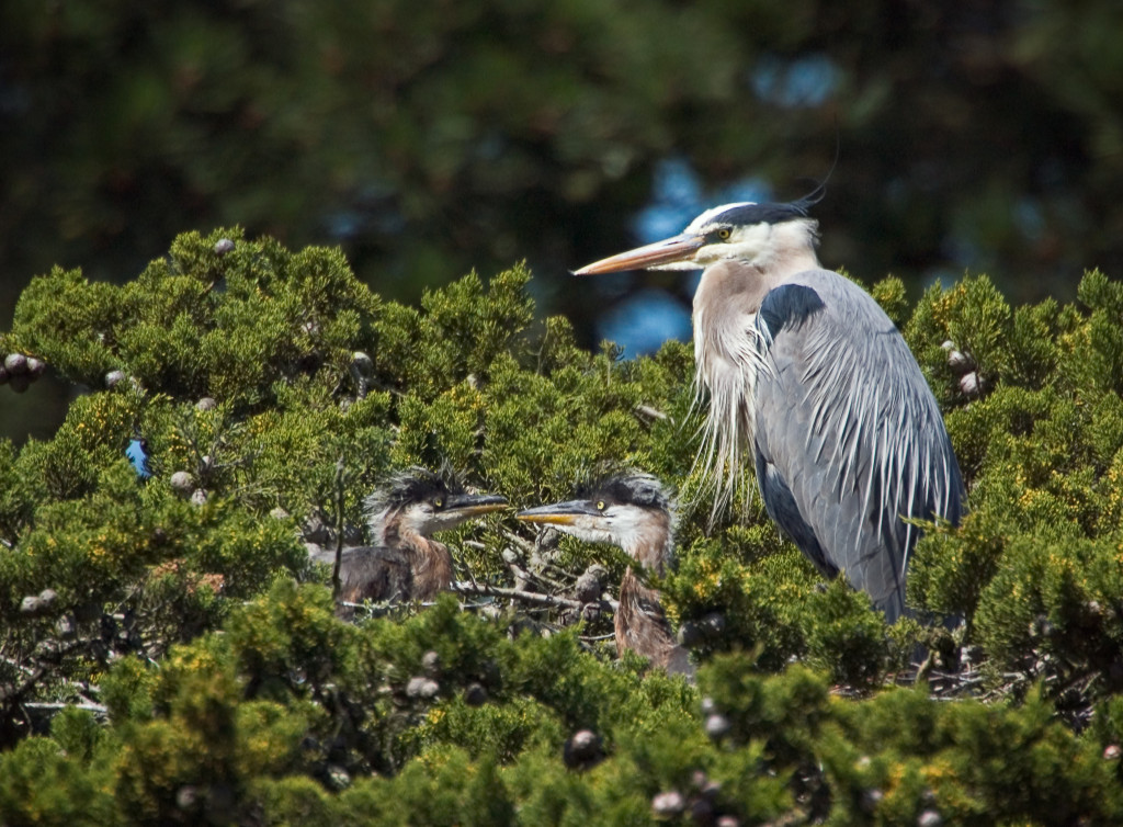 A great blue heron at Stow Lake. Photo courtesy of Nancy DeStefanis.