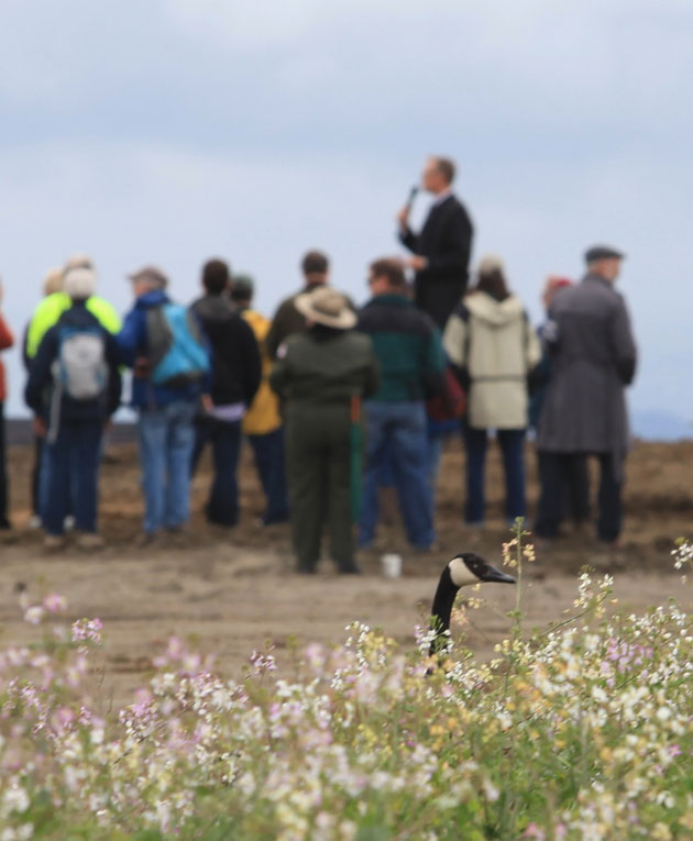 While human eyes watched Congressman Jared Huffman praise the return of the birds to Hamilton Airfield, this Canada goose found its attention diverted. (Photo by Marc Holmes, the Bay Institute)