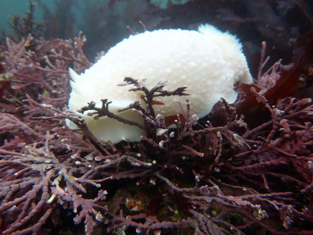 Doris odhneri, the white knight nudibranch. (Photo by Angela Braren)