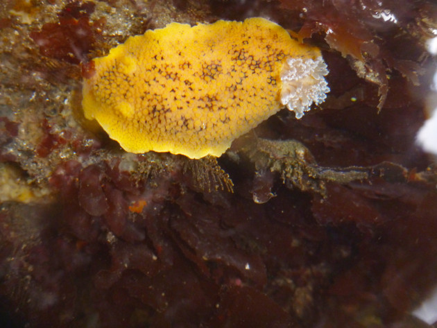 Peltodoris nobilis or sea lemon. Photo: Victoria Kentner. 