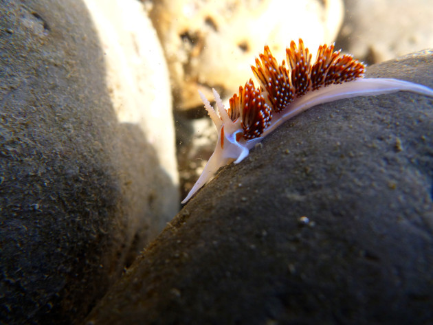 Hermissenda crassicornis or the opalescent sea slug. (Photo by Angela Braren)