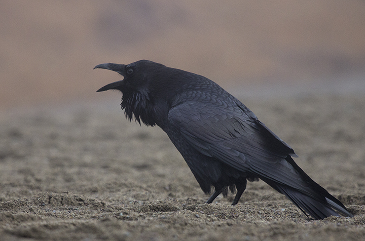 A raven: the larger, deeper voiced cousin of the crow, also on the increase locally. Photo: Elaine Miller Bond