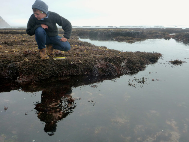 Graduate student, Victoria Kentner looks for nudibranchs at Fitzgerald Marine Reserve. (Photo by Kirsten Barbarick)