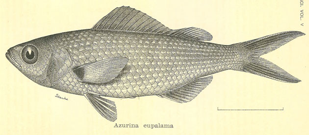 Azurina eupalama, from the original species description.