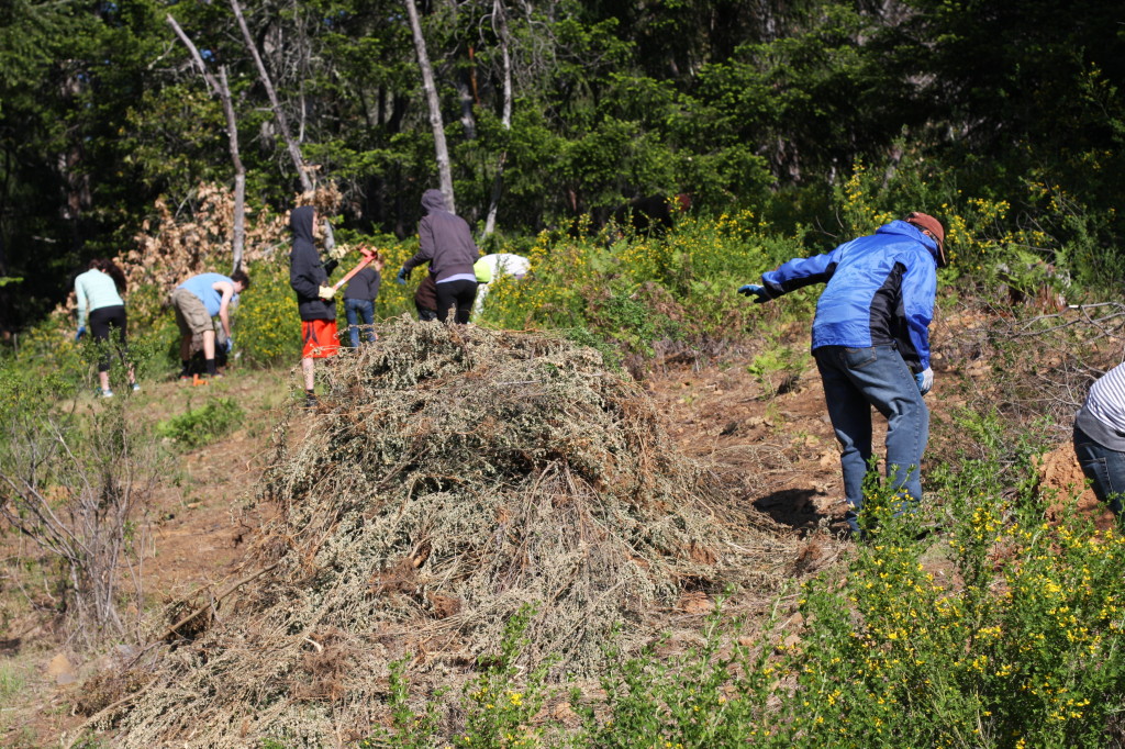 Volunteers clocked 7,000 hours of French broom removal in the last year alone. Photo: Autumn Sartain.