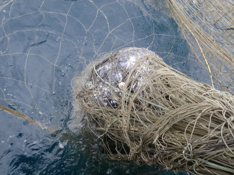 A gray whale was caught in a drift gillnet in 2013.