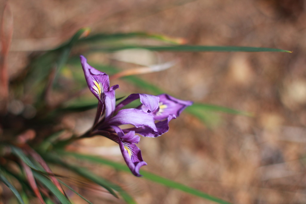French broom removal makes way for this lovely native iris. Photo: Autumn Sartain.