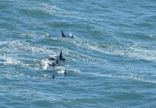 Orcas in the water off Point Reyes. (Photo by Carlo Arreglo)
