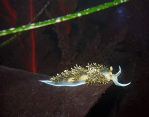 The range of the killer sea slug, Phidiana hiltoni, has been increasing to the north, possibly due to climate change. (Photo by Victoria Kentner)