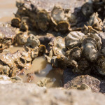 native oyster shells