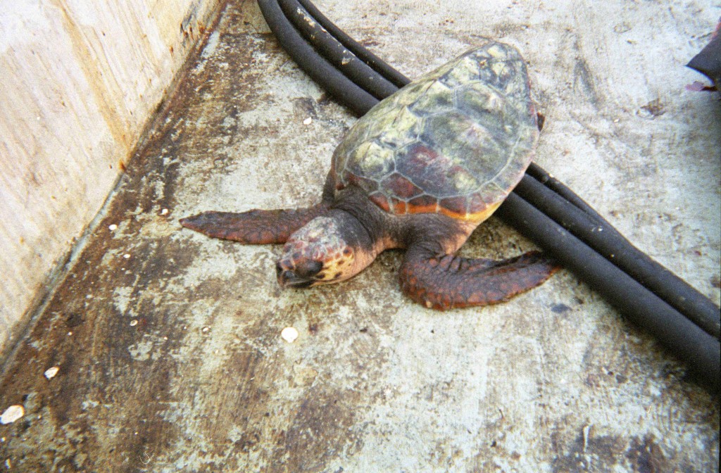 Pacific loggerhead sea turtle