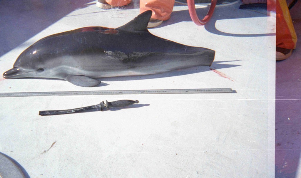 A short-beaked common dolphin with its tail severed so it could be removed from a California drift gillnet.