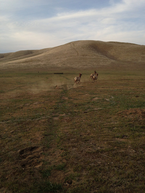 Tule elk released on the Carrizo Plains Ecological Reserve in San Luis Obispo County. Photo: CDFW