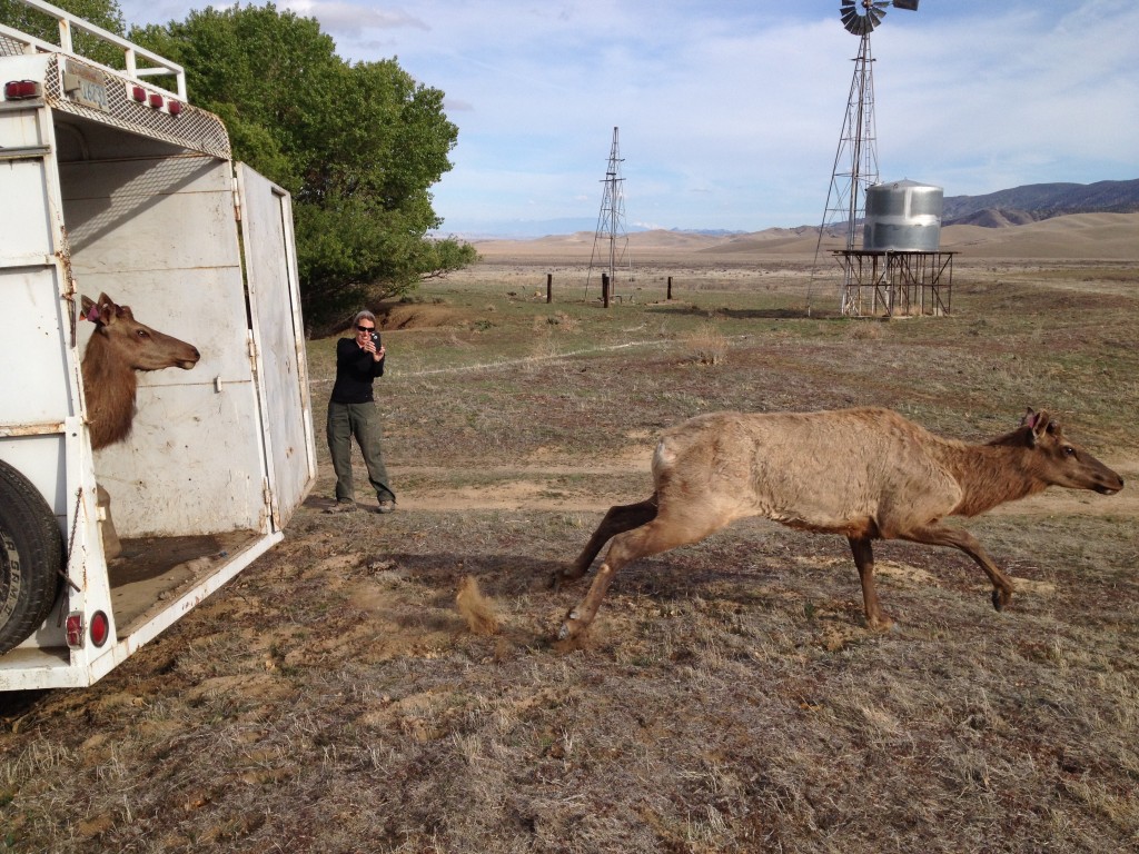 A young tule elk takes off into new territory, while another waits its turn to exit the trailer. (Not at San Antonio Valley). Photo: CDFW