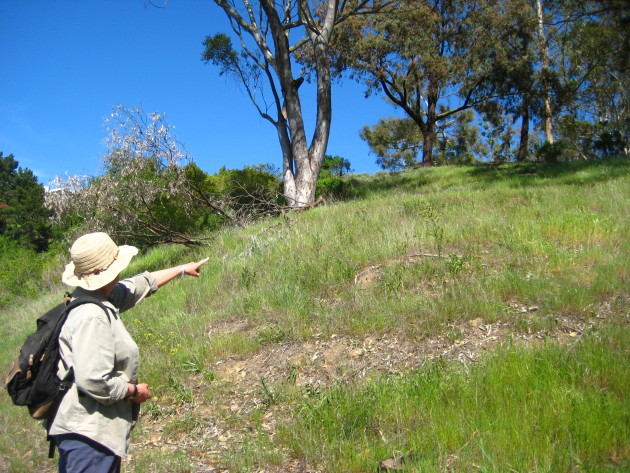 Jenny Hammer points to an area on Motorcycle Hill that was once covered in French Broom. (Photo by Autumn Sartain)
