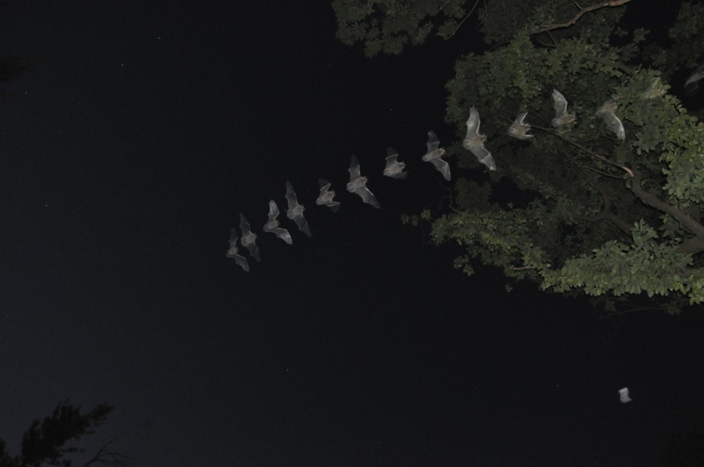 Bats are especially sensitive to deforestation. Photo courtesy of Chase Mendenhall.