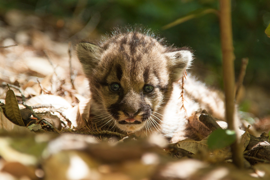 Mountain lion kitten taken on the property. Photo: Paul Houghtaling, 2013