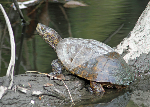 A western pond turtle on the Guadalupe River. (Photo by Greg Kerekez © 2012)