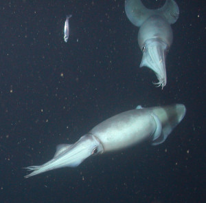 A pair of Humboldt squid hunt in Monterey Bay. (Photo by MBARI/2003)