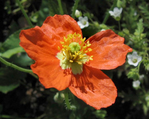 fire poppy (Papaver californicum) 
