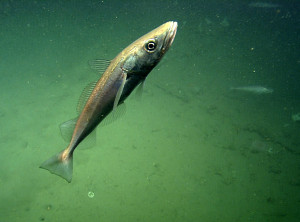 A hake off the coast of Big Sur. (Photo by MBARI/2006)