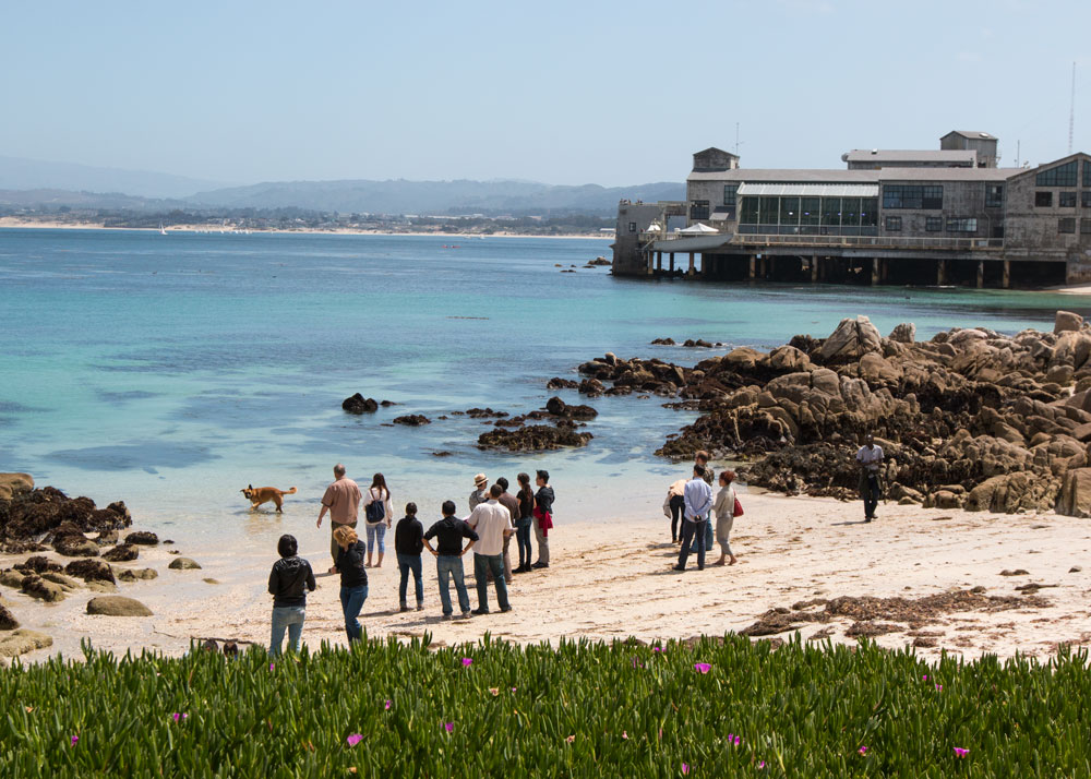 The beach outside Gilly's lab at Hopkins Marine Station in Monterey, where hundreds of squid washed ashore in 2012. (Photo by Sean Greene)