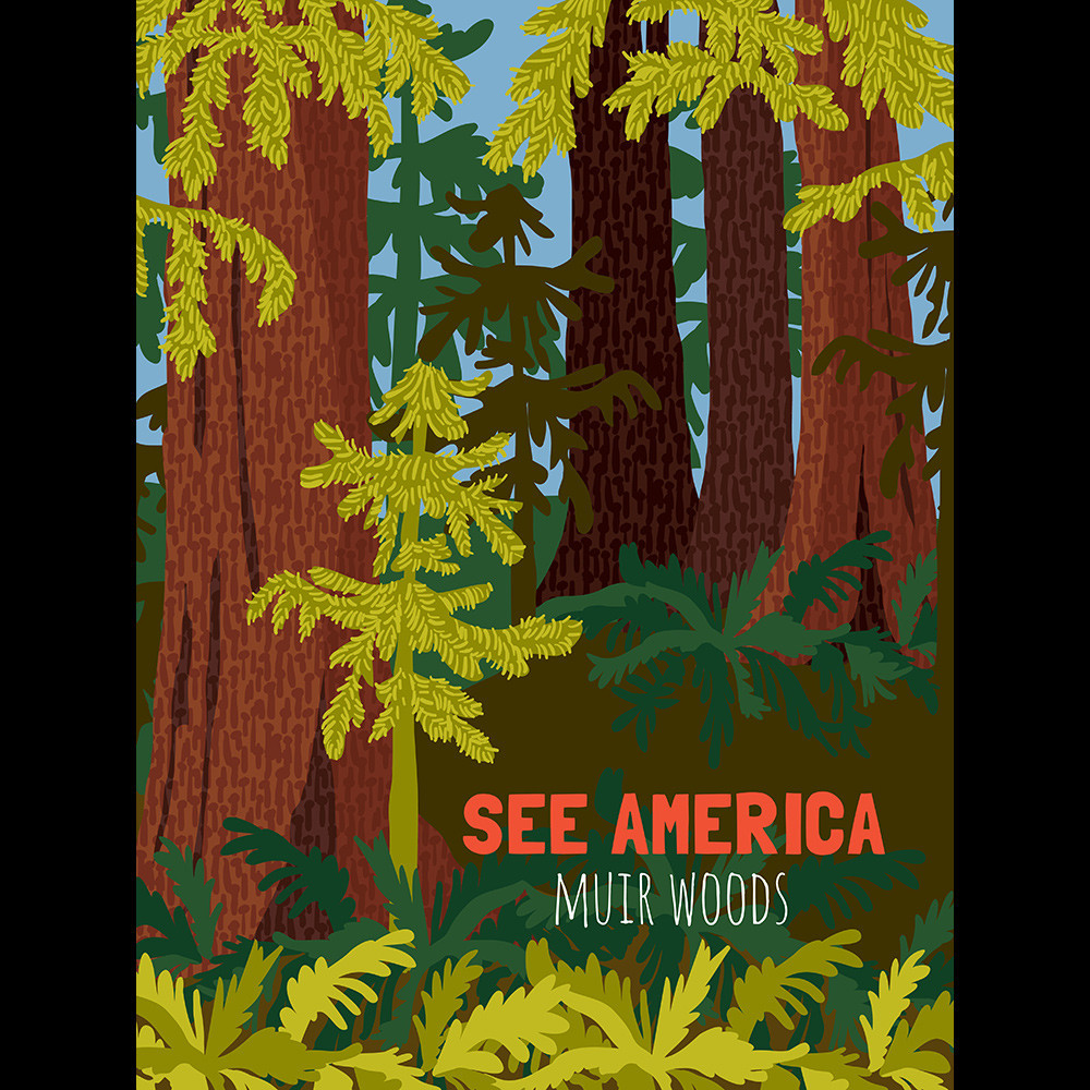 Muir Woods National Monument by Shayna Roosevelt